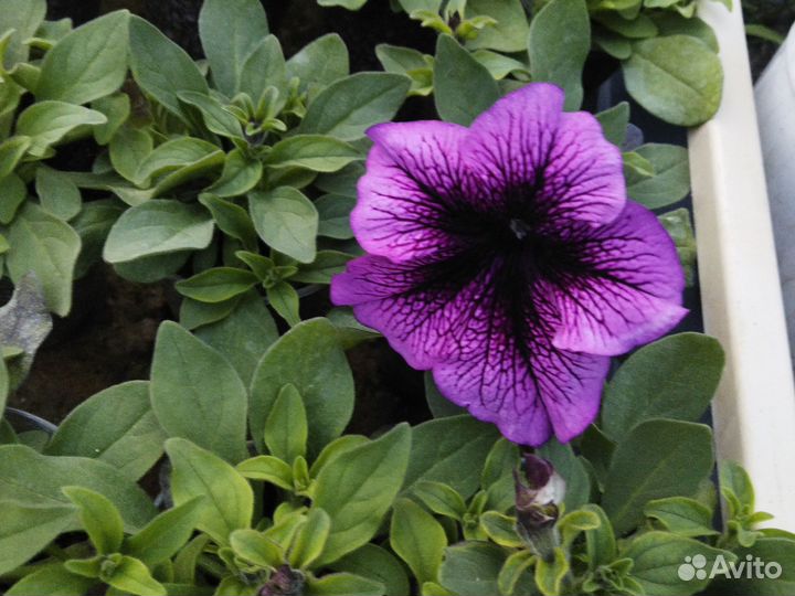 Качественная рассада петунии. На цвету