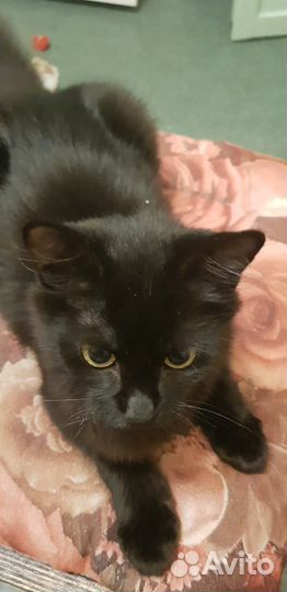 Молоденький котик ищет дом