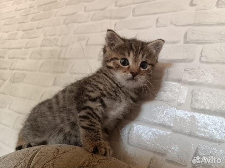 Котенок в добрые руки