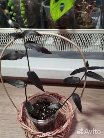 Традесканция Gibasis Jose Puig