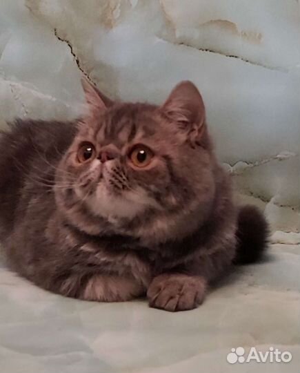 Экзотический кот