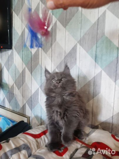 Котята мейн-кун