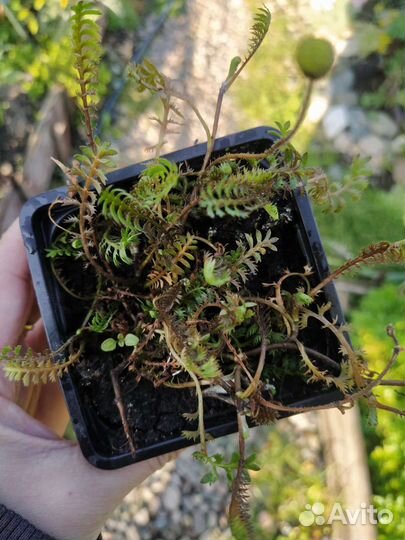 Почвопокровник катула