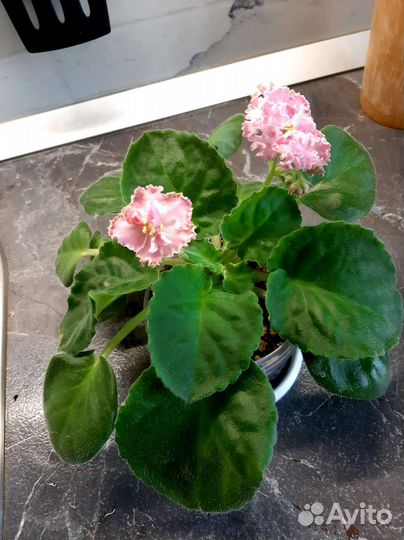 Фиалка цветущая