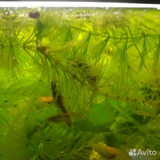 Сомики анциструсы