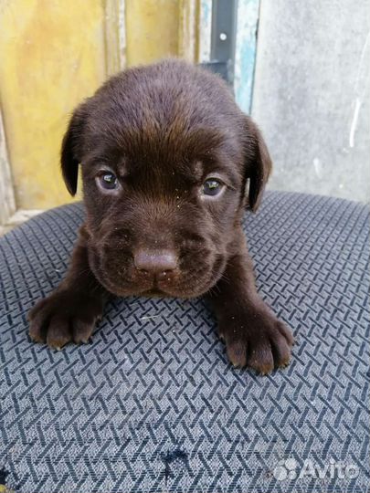 Щенки лабрадора