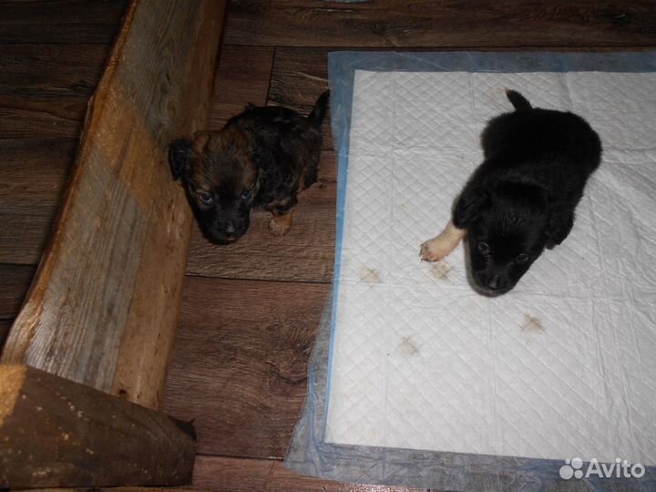 Щенки русский той-терьер