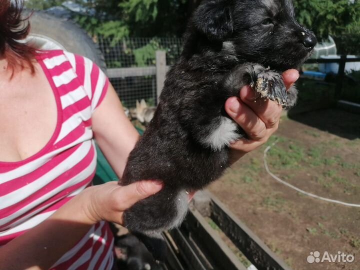 Восточной европейская овчарка