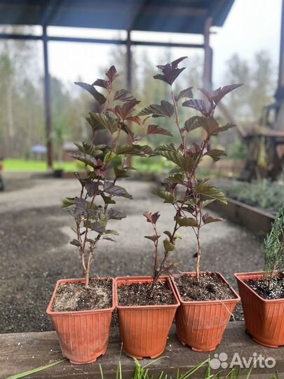 Пузыреплодник калинолистный Диаболо