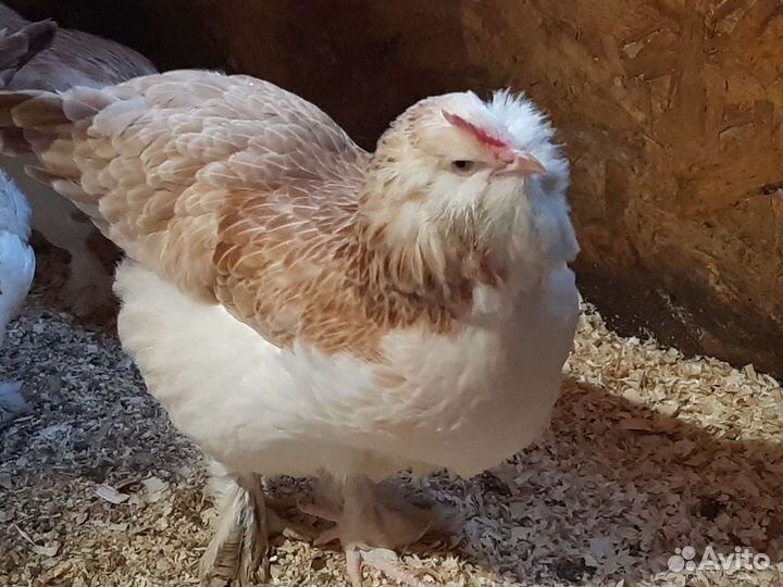 Инкуб.яйцо, цыплята элитных пород, индюшата