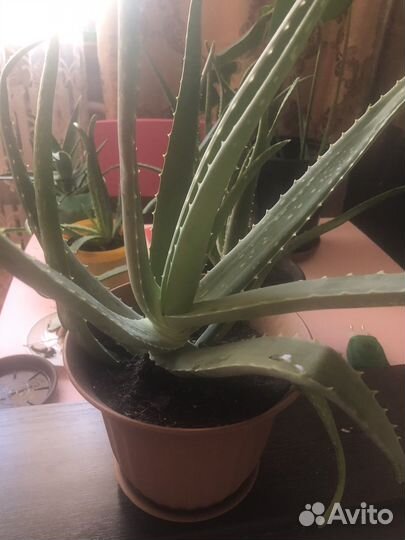 Алоэ вера. Трехлетние растение