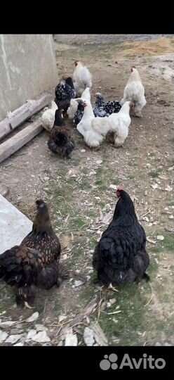 Куры кохины