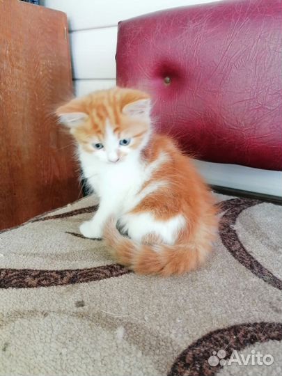 Кошки в дар бесплатно