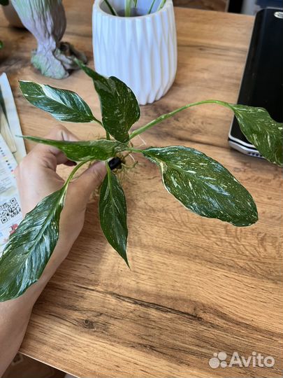 Комнатные растения