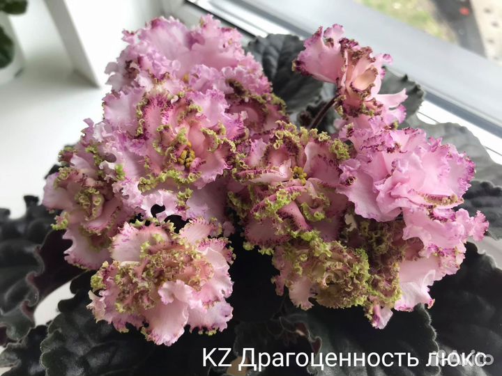 Сортовые фиалки