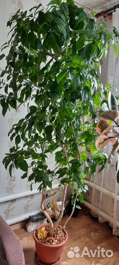 Комнатные растения цветы