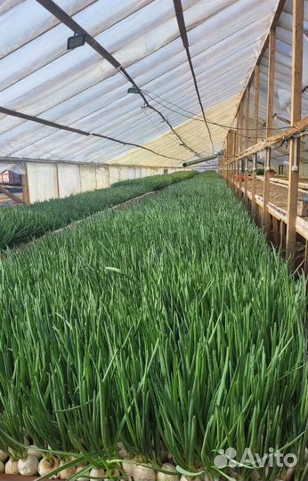 Лук зеленый свежей срезки с доставкой LUK-1200