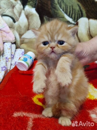 Продам британскмх котят