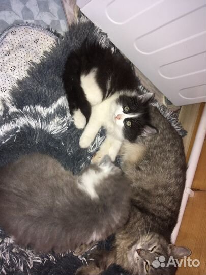 Отдам котят в добрые руки