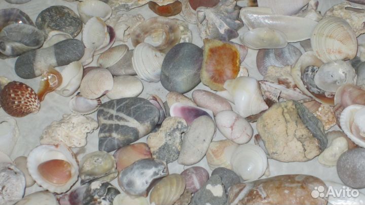 Морские ракушки, камни для коллекции, поделок