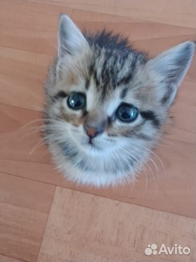 Котенок девочка в добрые руки