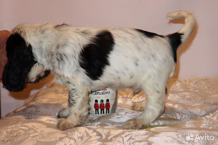 Щенок английский кокер спаниель