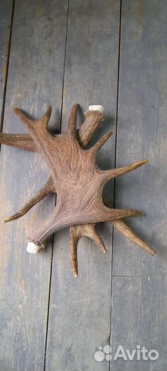 Продам рога лося