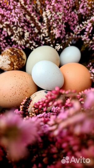 Ия перепелов