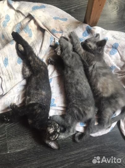 Донской сфинкс котята