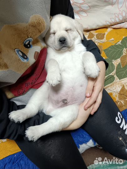 Щенки лабрадора 2 мальчика