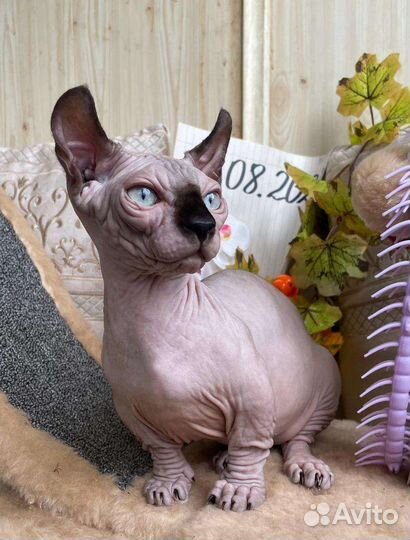 Двэльф мальчик