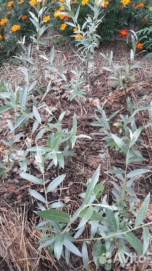 Цветы и растения для сада