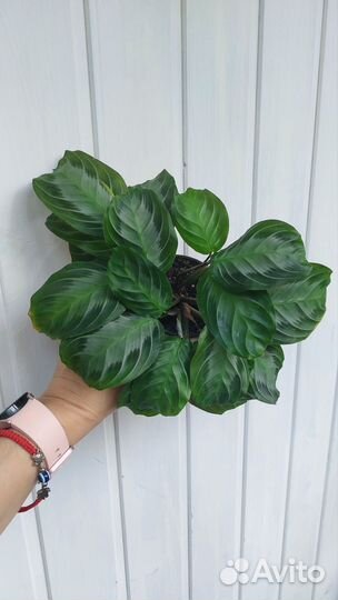 Маранты разные