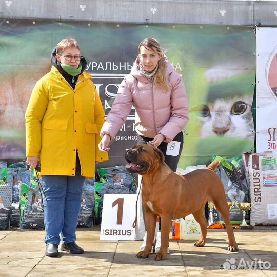 Щенки бурбуля