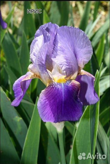 Цветы разные