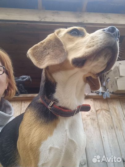 Долговременная передержка кошек и собак