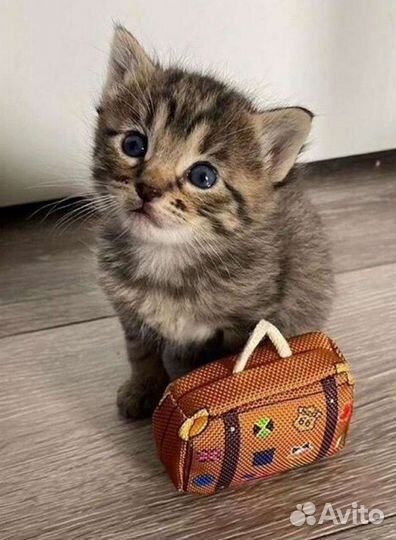 Передержка кошек и котов