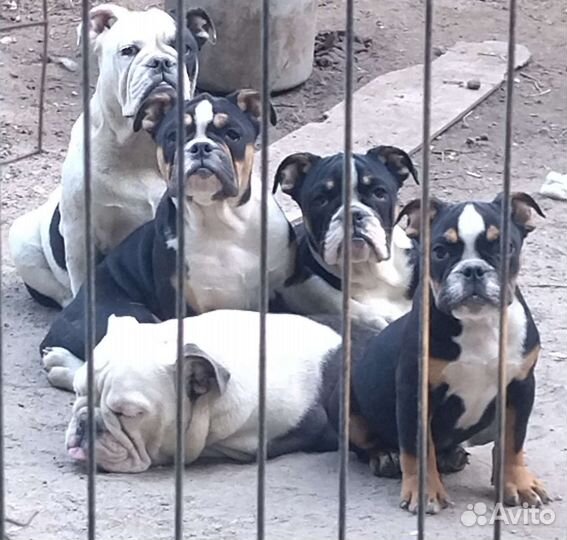 Плюшевые детки