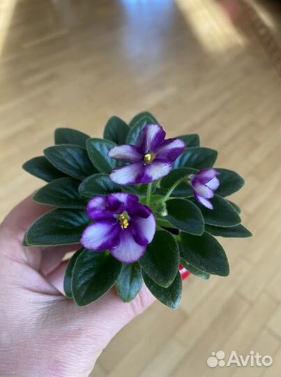 Цветущие фиалки