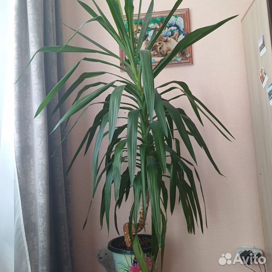 Юкка