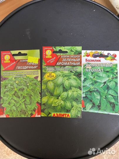 Базилик рассада