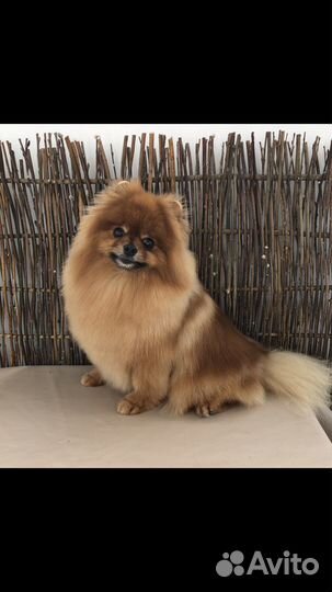 Стрижка собак и кошек.Грумер