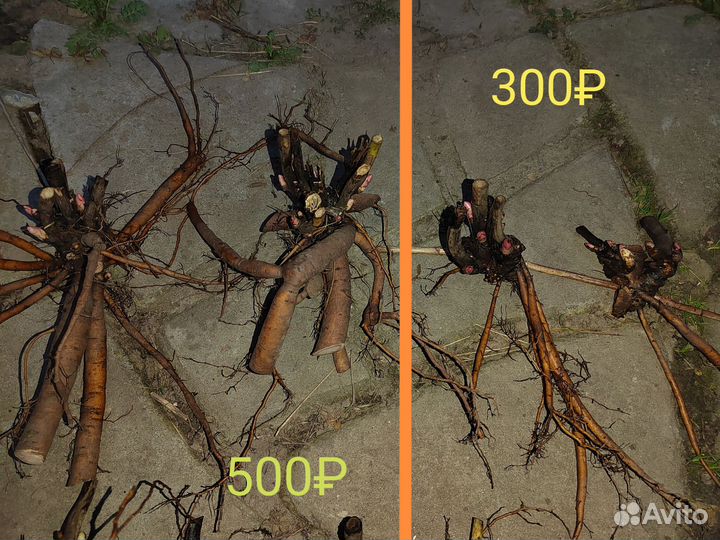 Корневища пиона Паула Фэй