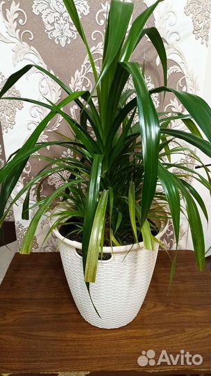 Комнатные цветы панданус