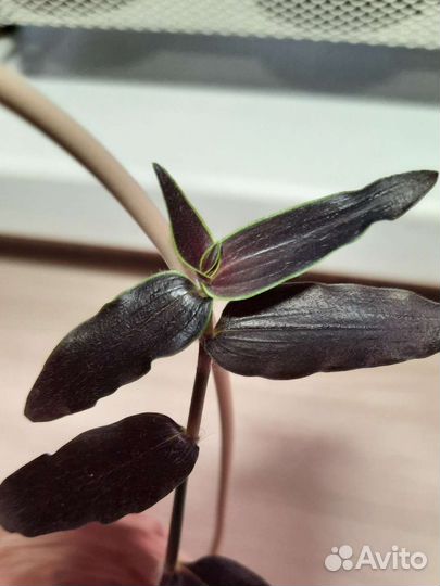 Традесканция Gibasis Jose Puig