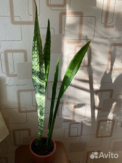 Сансевиерия (щучий хвост)