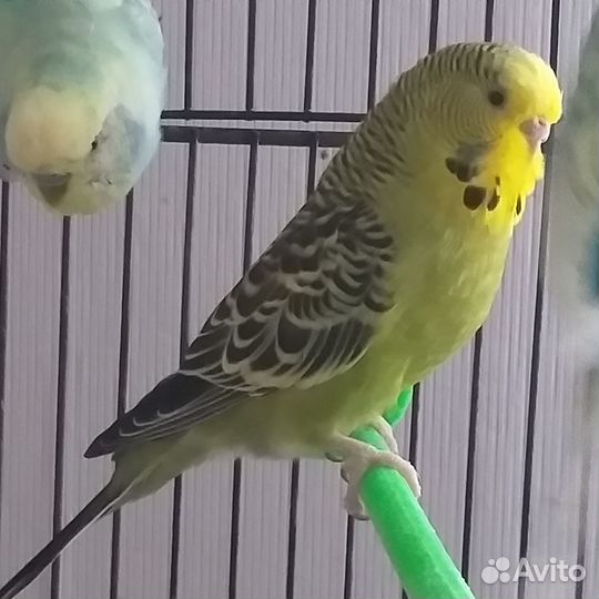 Волнистый попугай,получехи