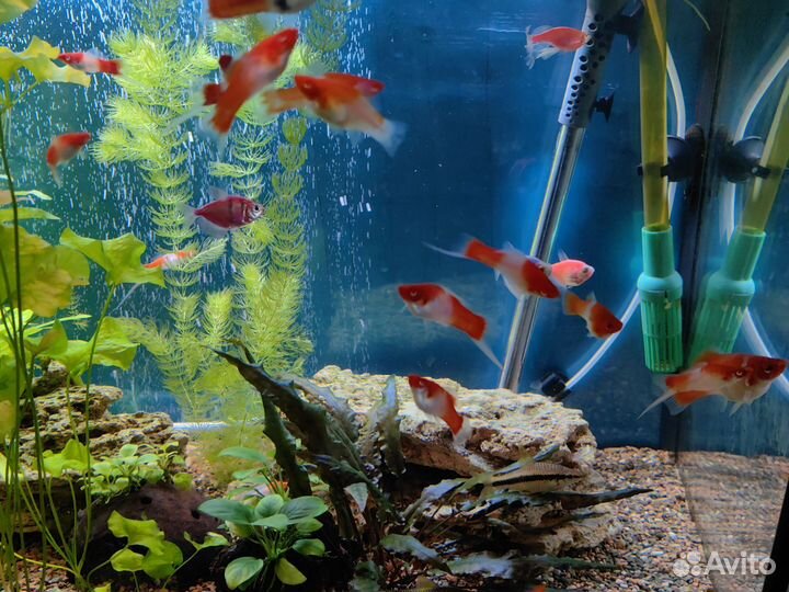 Меченосцы кои