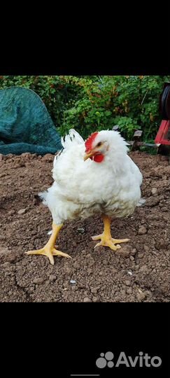 Домашняя курица бройлеры