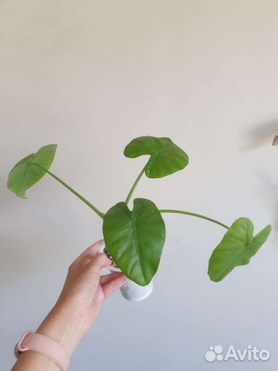 Эпипремнум, алоказия, сансевиерия